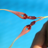 Bulbophyllum biflorum ２種