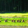 嵐山渓谷（埼玉県）