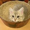【京都のブリーダー】サイベリアンズを紹介するにゃ 11　【子猫販売中　購入お問い合わせはインスタかTwitterから】