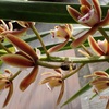 金稜辺に一匹のミツバチがやってきました　期待を持たせる一日　A bee flew to cymbidium floribundum　One day to make me having a hope