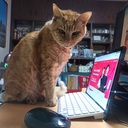 111日後にプログラミングする猫