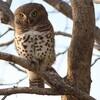 ヨコジマスズメフクロウ(African Barred Owlet)