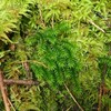 苔の探索 ： コセイタカスギゴケ