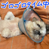 いつ見てもゴロゴロ