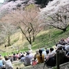 開花の桜 種類は最多　八王子・多摩森林科学館