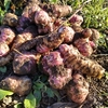 自然栽培の畑で！菊芋の収穫