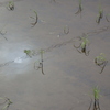 5月2日（木）雨のち晴れ、八十八夜