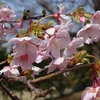 「河津桜」道の駅小松木場潟