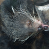 ビントロング Arctictis binturong