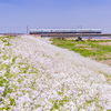 土手を白く染める花