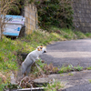 東北東部北離島のねこさん