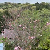 ふくよかにそも艶やかに八重桜(あ)