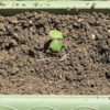 夏野菜　オクラ 04 【追加で植え替え】
