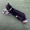 黒柴 🐶 つん