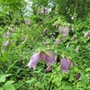 東京都薬用植物園_ロックガーデン(東京都小平市)