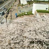 根岸線　本郷台の桜風景