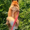 おらの見守り