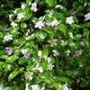 梅雨の愉しみ。紫陽花etc