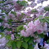 桜の通り抜け 平成21年度