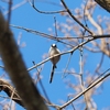 麓で野鳥探索