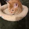 猫がホットカーペットで誘ってます！