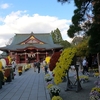 笠間稲荷の菊祭り／街中が菊だらけでした