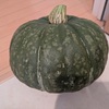 かぼちゃ収穫
