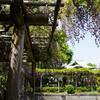 2023年4月23日(日)亀戸天神社の藤の花(東京都江東区)