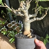 【観葉植物】ボスウェリア ネグレクタ　～Boswellia neglecta～