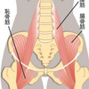 便秘と腸腰筋、お腹が張る