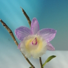 Dendrobium aphyllum`Highlands&#039; SM/JOGA