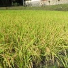 たけのこくらぶ～稲刈り編～！