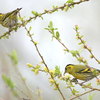 割と近所で鳥を見た日記（２０２１　０３０７）その４。