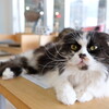 初めて猫カフェに行ってきた