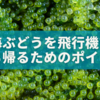 海ぶどうを飛行機で安全に持ち帰るための7つのポイント🌿✈️