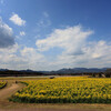 西都原古墳の菜の花