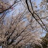 ワンコとお花見へ行ってきたよ。＠所沢航空記念公園