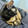 愛猫観察。