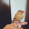 シナモン文鳥のなっちゃん、噛まなくなってきた。