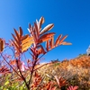 9月の大雪山→トムラウシ縦走　～天を仰いで紅葉を眺める～