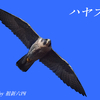 青空を翔けるハヤブサ/隼