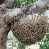 ミツバチに聞きたい。。