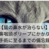 【猫の鼻水が治らない】鼻咽頭ポリープにかかり手術に至るまでの備忘録