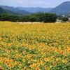 兵庫県佐用町・一面のひまわりばたけ