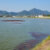 幡水池（兵庫県加古川）