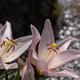 EOS R5 で EF24-70mm F4L IS USM を試してみました