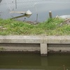 霞ヶ浦でマブナ釣