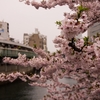 大岡川の桜は満開ですが・・・