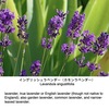 ラベンダーとその仲間の花たち　ラベンダー属（ラヴァンドラ属）の系統樹上での位置づけをお示しし，いくつかの種，そして近縁植物（メボウキ連）の花の画像を集めてみました．イングリッシュラベンダー，ラバンディン，デンターラベンダー，フレンチラベンダー，アキショウジ，バジル，カミメボウキ，コレウス・フォルスコリ，コリウス（葉）