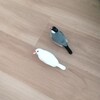 今日の複数放鳥